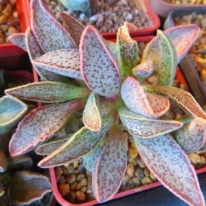adromischus marianiae hybrid  Бельгия