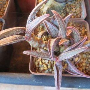 adromischus marianiae hybrid  Бельгия