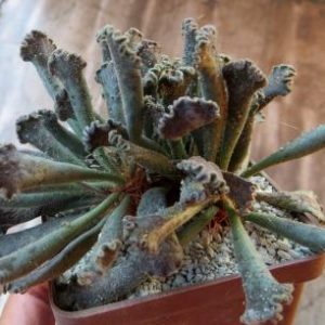adromischus hybrid Бельгия