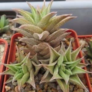 haworthia koteki nishiki