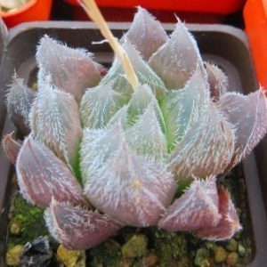 haworthia cooperi venusta