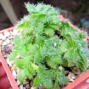 crassula setulosa