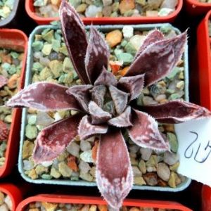haworthia kegazato x cooperi