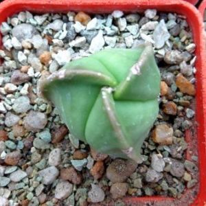astrophytum myriostigma tricostatum nudum