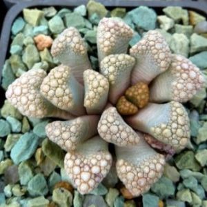 1872.4 MG  titanopsis hugo-schlechteri alboviridis