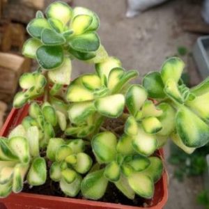 aeonium mini variegata