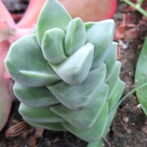 crassula moonglow