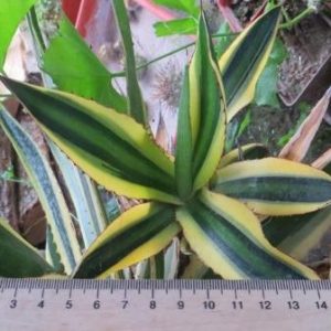 agave quadricolor variegata