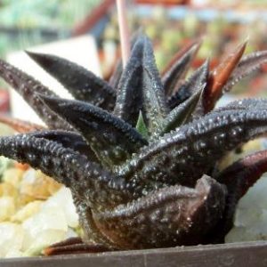 haworthia nigra