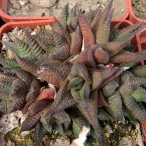 haworthia limifolia