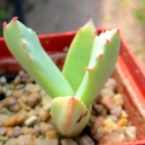 schwantesia ruedebuschii
