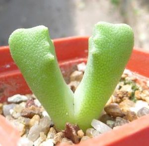 odontophorus primulinus