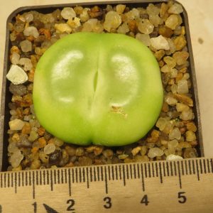 conophytum ratum sh1200