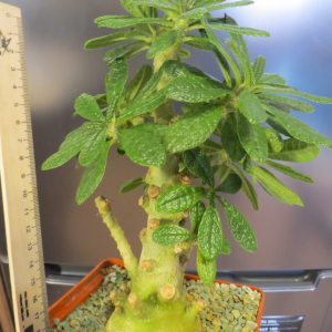 dorstenia gigas