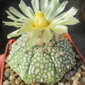 astrophytum super kabuto