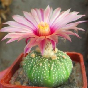 astrophytum asterias route blüte