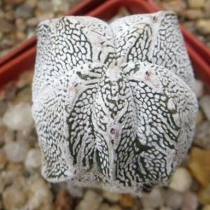 astrophytum onzuka v type