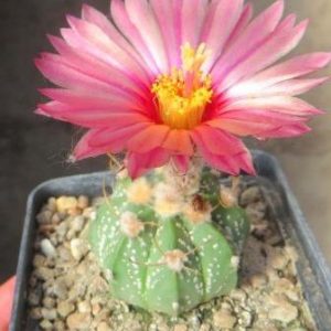 astrophytum acabana red