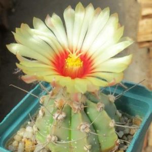 astrophytum hybrid