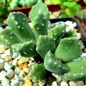 aloinopsis setifera