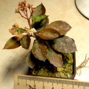 euphorbia ambovombensis caudex
