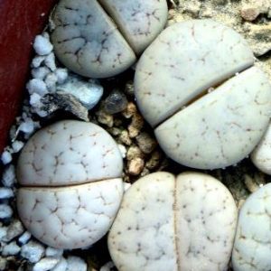 lithops gracilidelineata baseli
