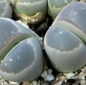 lithops olivacea c 109