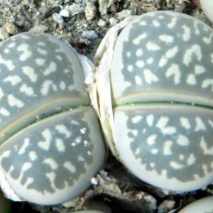 lithops olivacea c 109