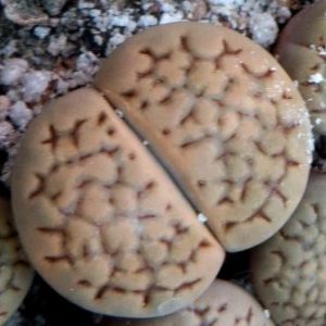 1603 MG lithops halii c 158