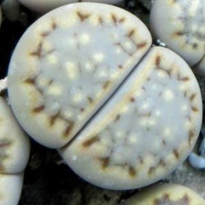 lithops yulii milki window