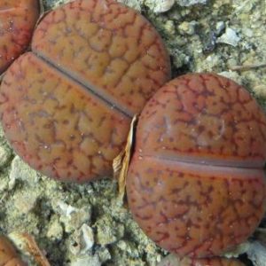 M113_Lithops aucampiae var. koelemanii #C256