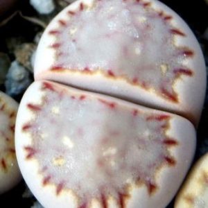 lithops fuleri brunea x julii C 297