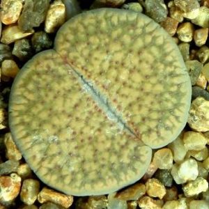 lithops verruculosa C 198A