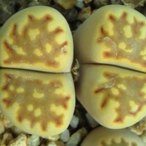 lithops julii ssp julii c 063