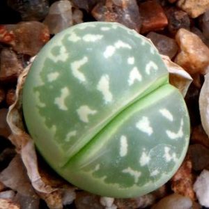 lithops olivacea c 109