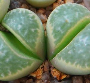 lithops helmutii