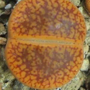 lithops aucampiae C 333