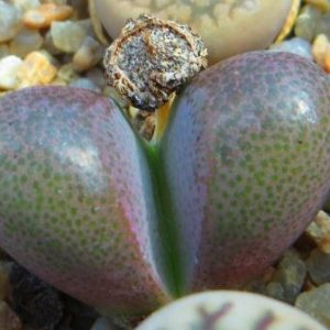 tanquana hilmarii