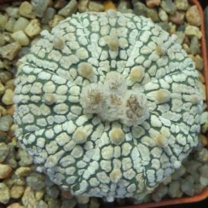 astrophytum super white