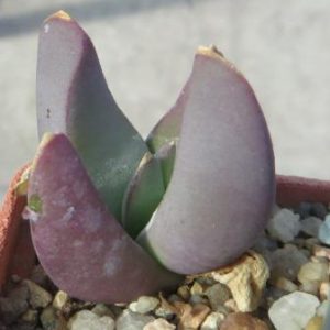 glothyphyllum sp ЮАР