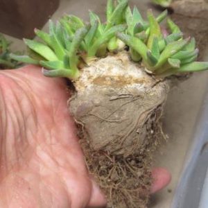 1308. 8 MG aloinopsis acuta