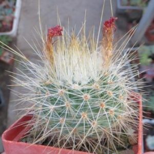 parodia penicillata nivosa