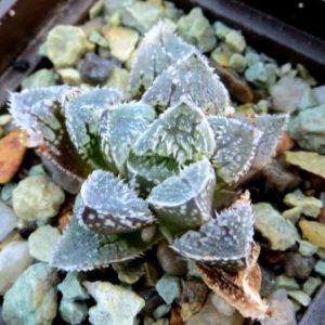 Haworthia cf. 'Korizato'