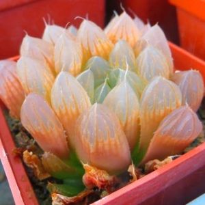 haworthia cooperi