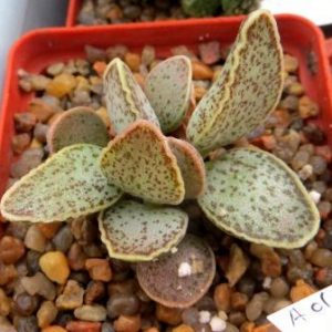 adromischus marianae  hybrid