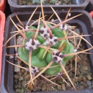 gymnocalycium monvillei v. steineri
