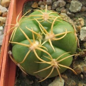 gymnocalycium megalothelos