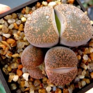 lithops lesliei mariae