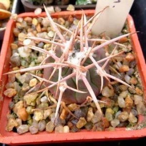 gymnocalycium mazanense