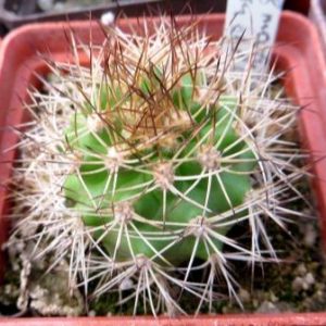 matucana tuberculata